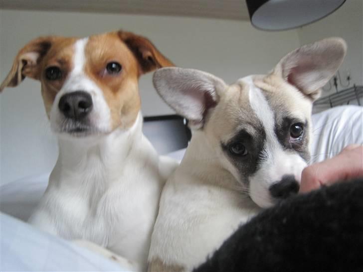 Blanding af racer Belle: Nu en af himlens stjerner billede 6