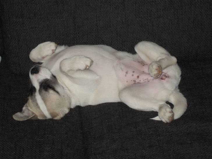 Blanding af racer Belle: Nu en af himlens stjerner billede 7