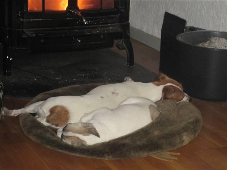 Blanding af racer Belle: Nu en af himlens stjerner billede 8