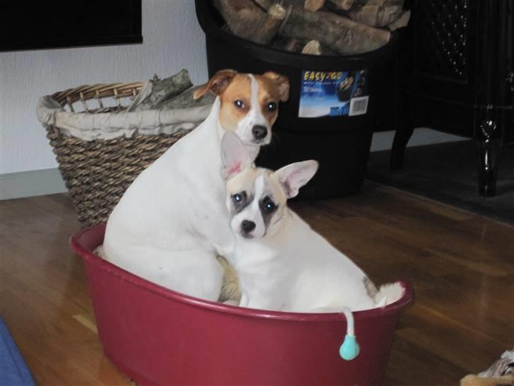 Blanding af racer Belle: Nu en af himlens stjerner billede 9