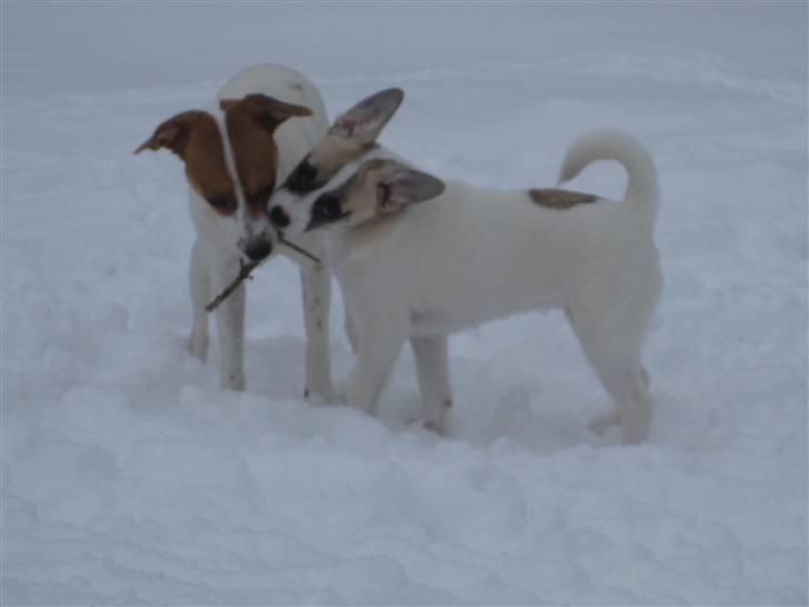Blanding af racer Belle: Nu en af himlens stjerner billede 10