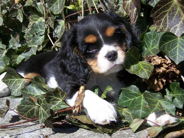Cavalier king charles spaniel Tilde billede 14