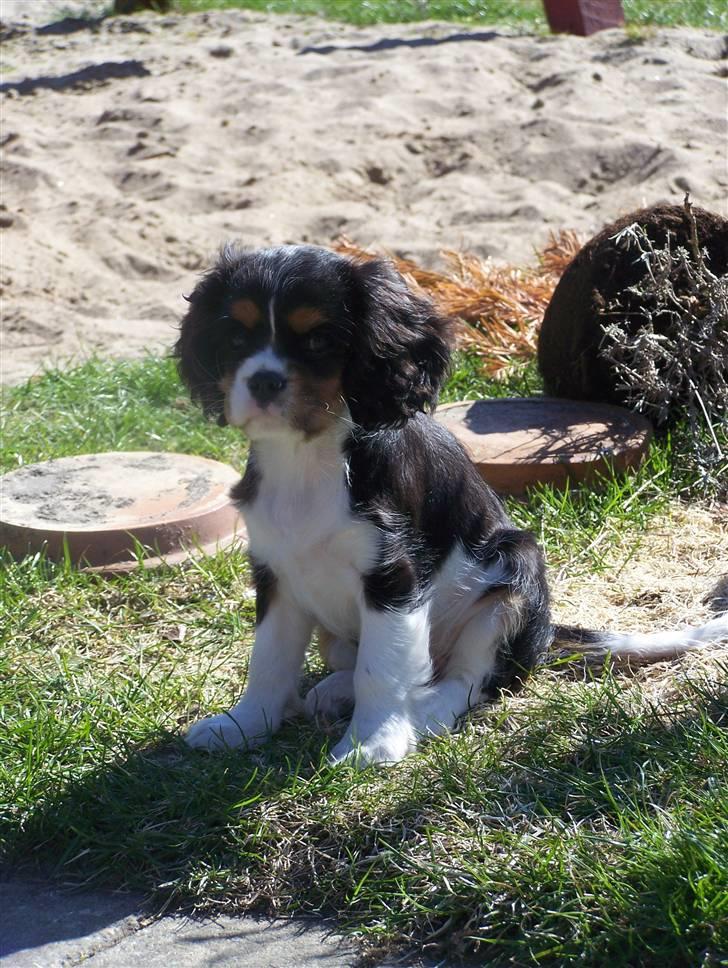 Cavalier king charles spaniel Tilde billede 15