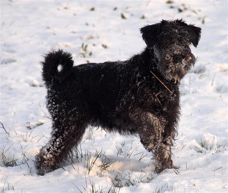 Dvaergschnauzer Sváva's Galaxy - Thriffyn billede 6