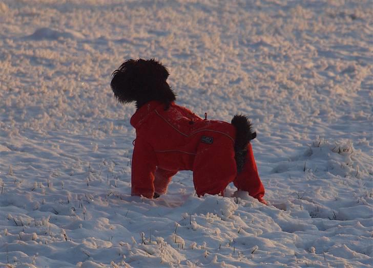 Dvaergschnauzer Sváva's Galaxy - Thriffyn - under opvarming billede 5