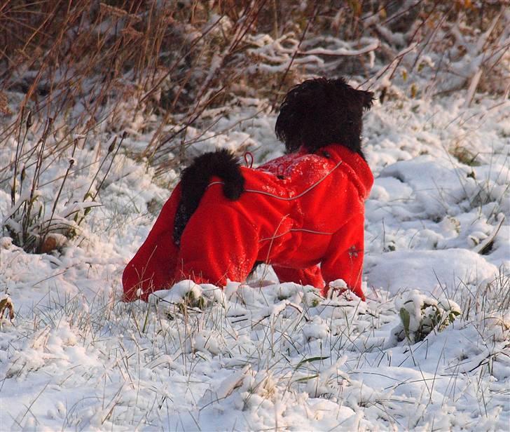 Dvaergschnauzer Sváva's Galaxy - Thriffyn - starten på gårturen billede 4