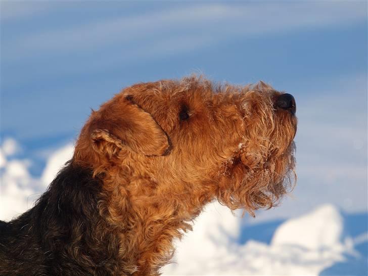 Welsh terrier Sváva's Fafner - William - jul 2010 billede 6