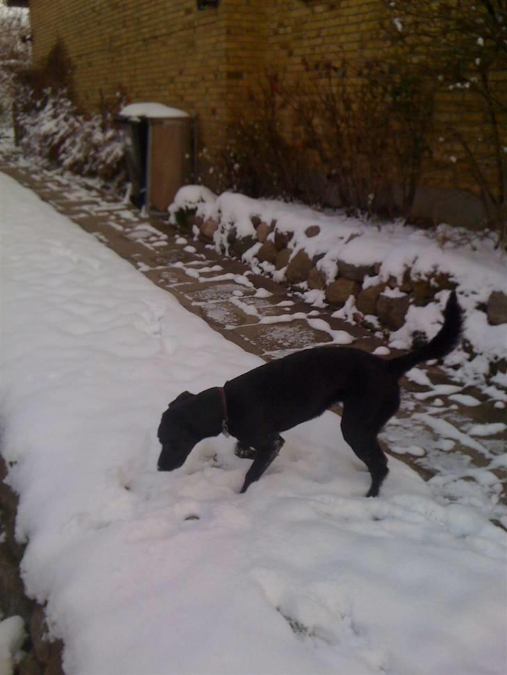 Labrador retriever Mimi billede 12