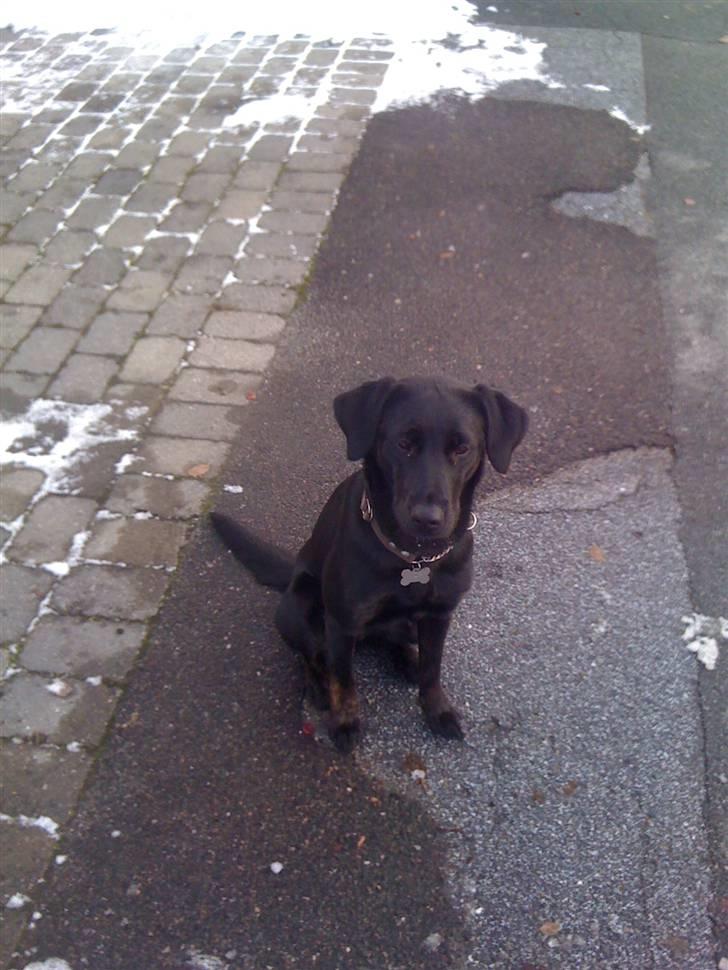 Labrador retriever Mimi billede 13