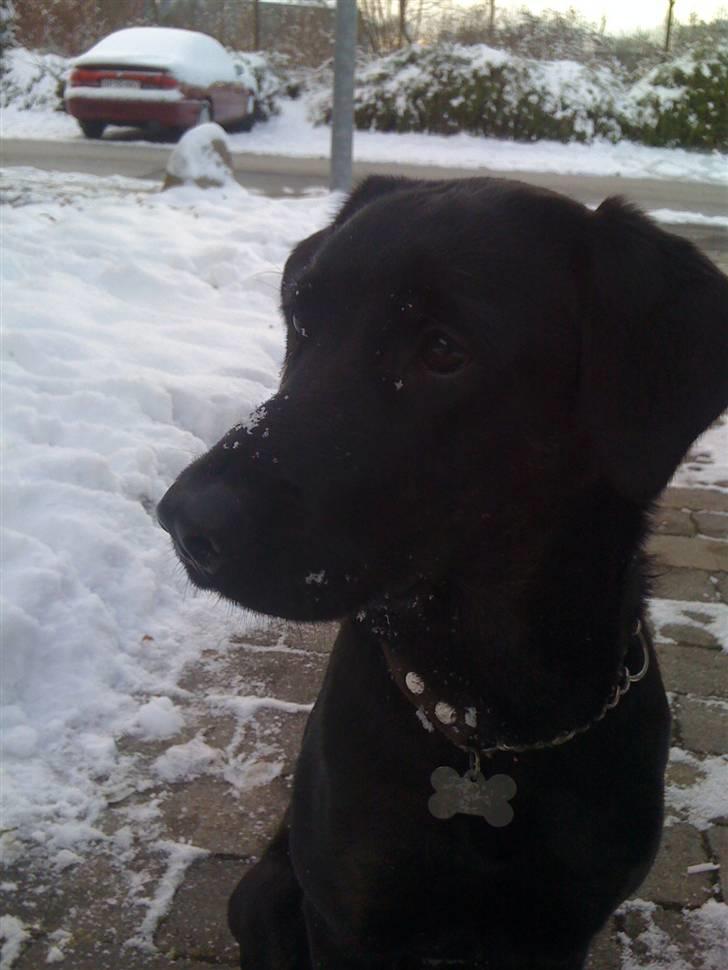 Labrador retriever Mimi billede 14