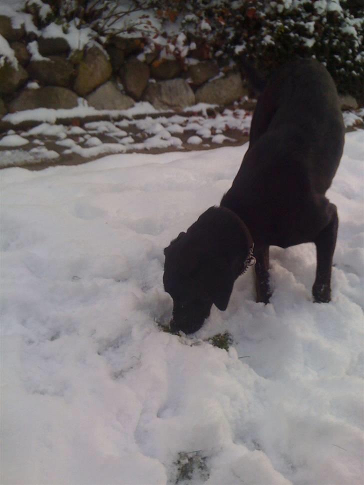 Labrador retriever Mimi billede 15