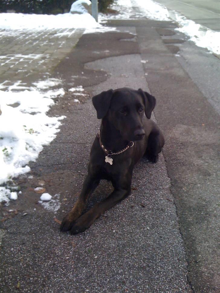 Labrador retriever Mimi billede 16