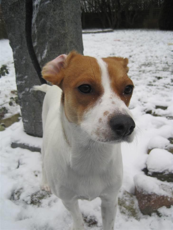 Blanding af racer Luna Sofia billede 8