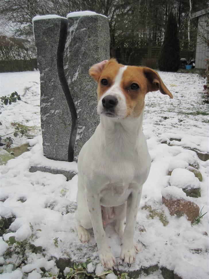 Blanding af racer Luna Sofia billede 2