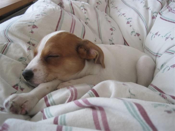 Blanding af racer Luna Sofia billede 10