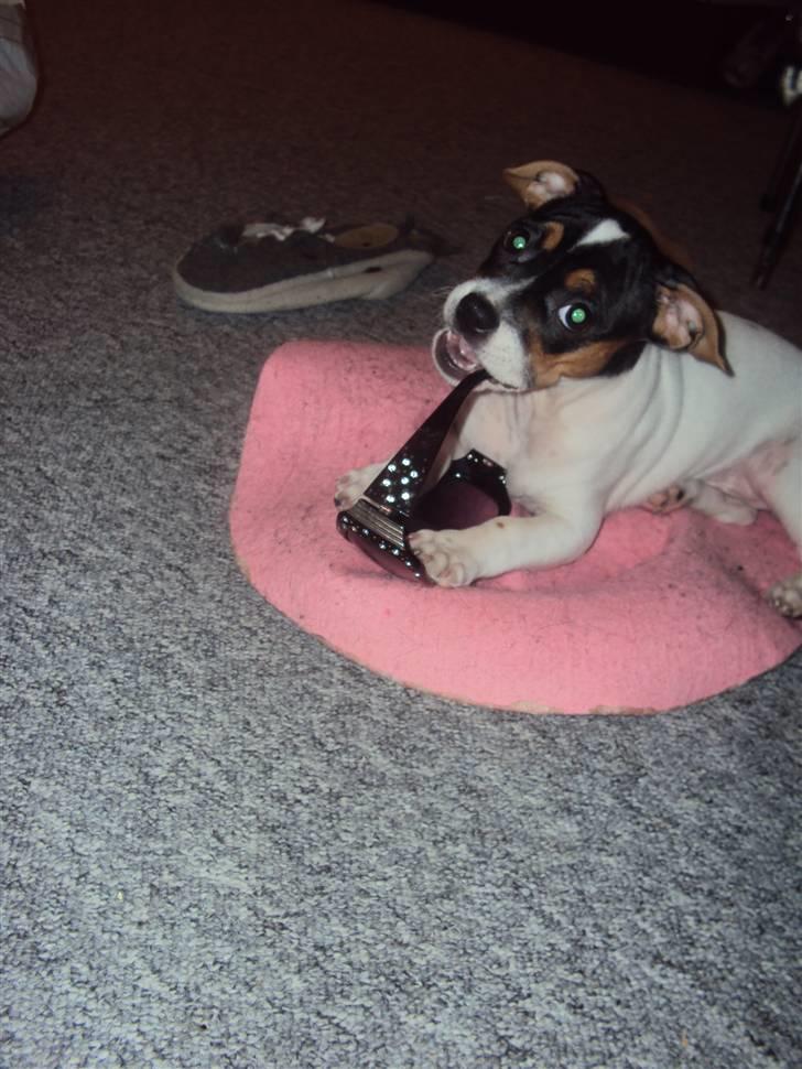 Blanding af racer Kato (Kejdow) billede 2