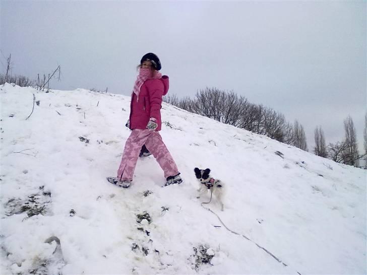 Papillon Mulle billede 18