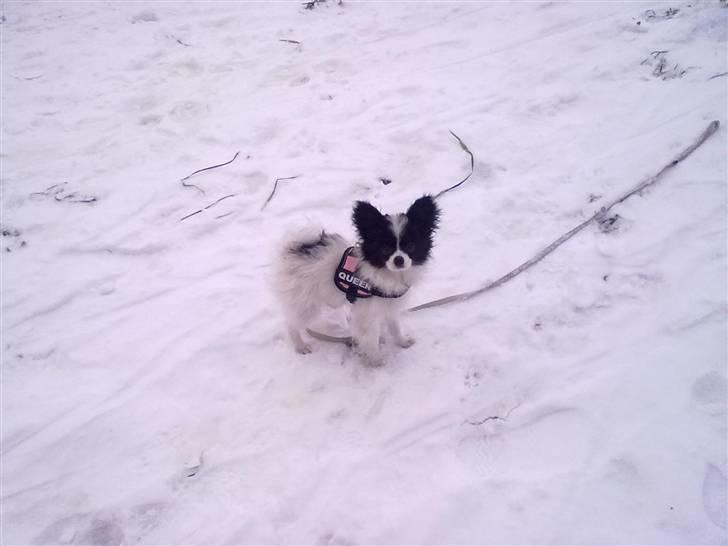 Papillon Mulle billede 20