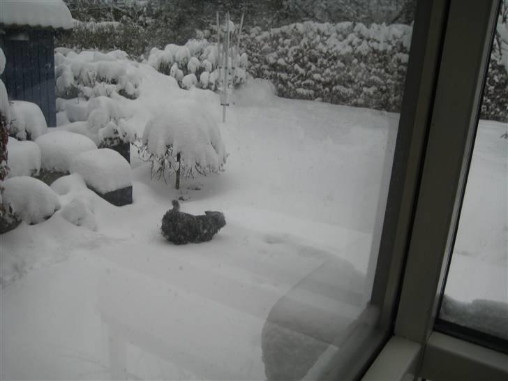 Blanding af racer Mille  (Westie/Mops) - november 2010. Endelig sne igen! afsted afsted!!  billede 12