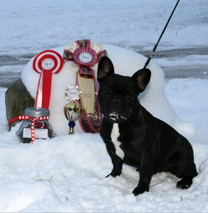 Fransk bulldog Rehab's Gyrinthe - BIR hvalp Slagelse 2010 billede 12