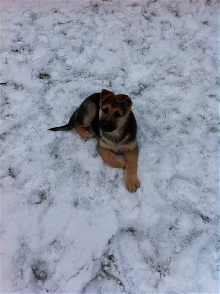 Schæferhund Nicky (Atti) billede 1