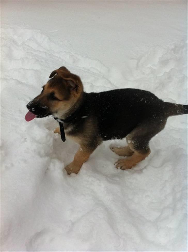 Schæferhund Nicky (Atti) billede 2