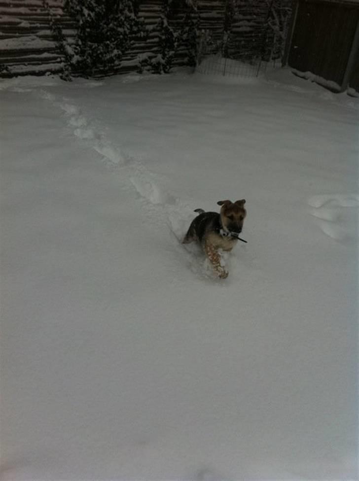 Schæferhund Nicky (Atti) billede 3
