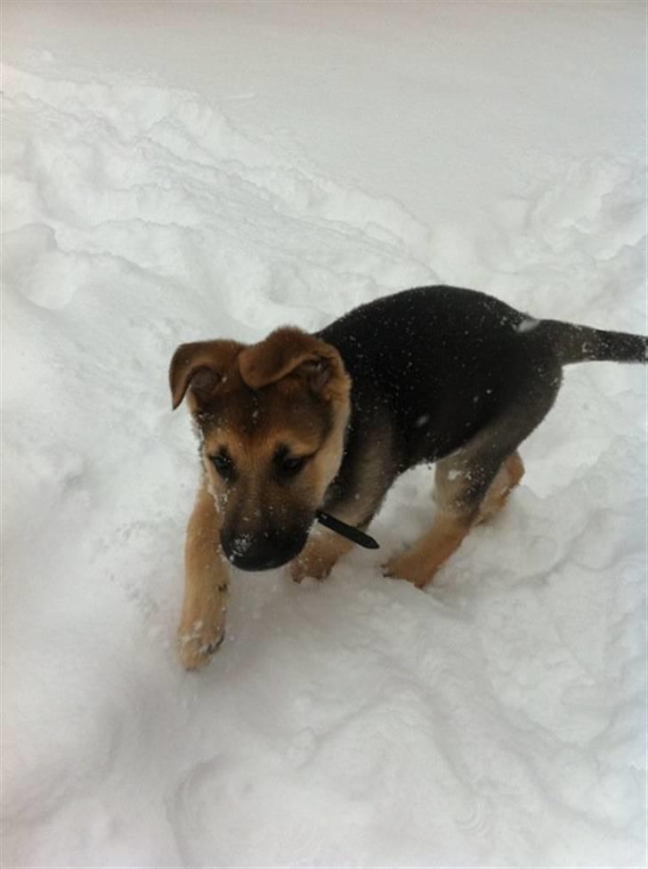 Schæferhund Nicky (Atti) billede 4