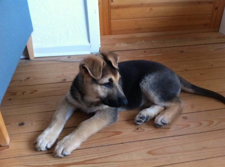 Schæferhund Nicky (Atti) billede 5