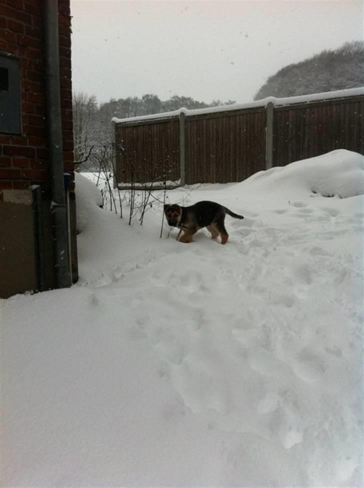 Schæferhund Nicky (Atti) billede 6
