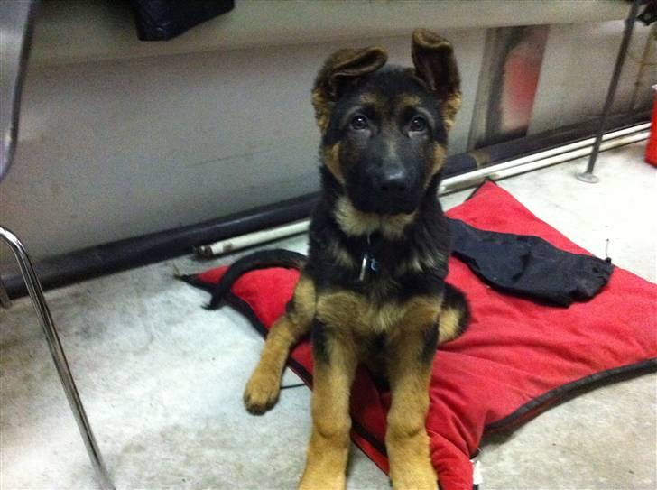 Schæferhund Efe (Amin) - Efe 3mndr billede 1