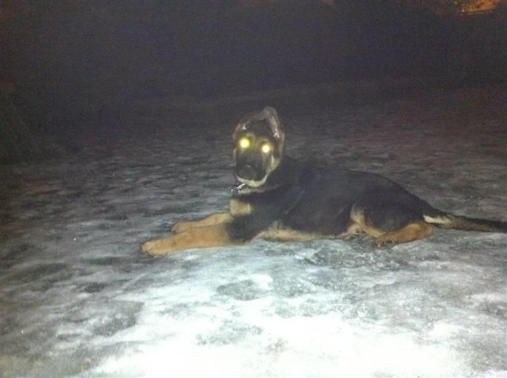 Schæferhund Efe (Amin) billede 2