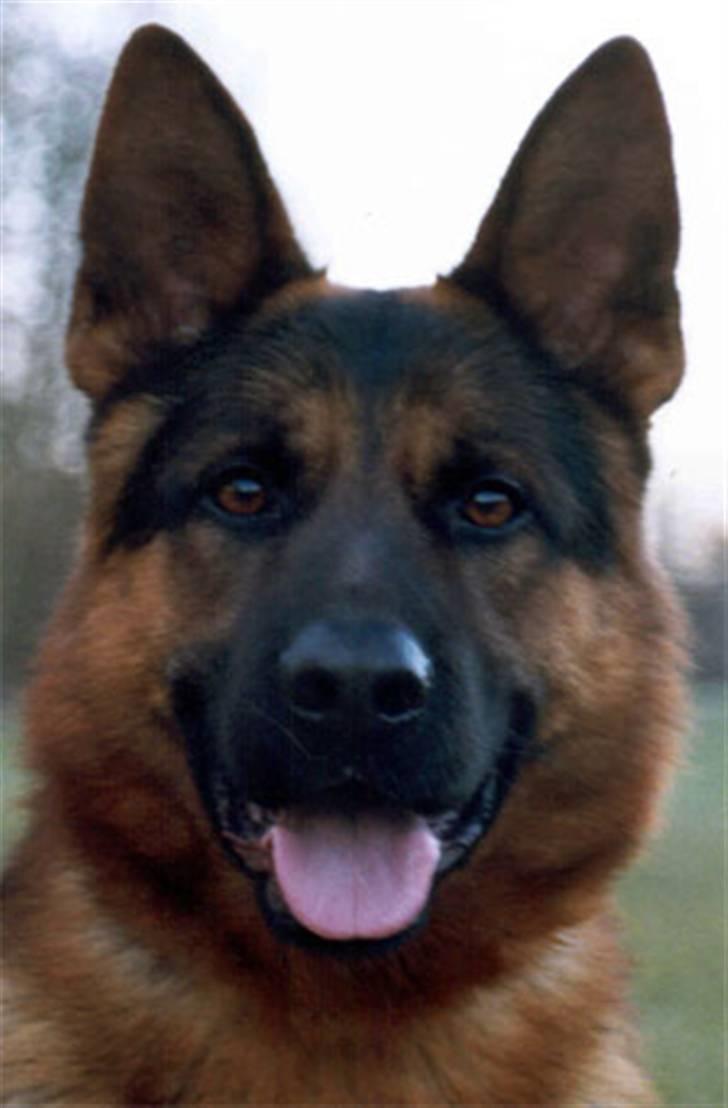 Schæferhund Efe (Amin) billede 3