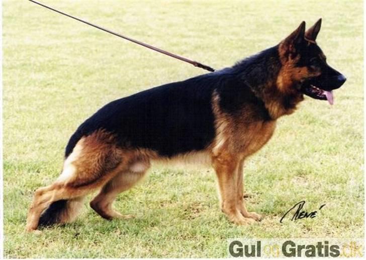 Schæferhund Efe (Amin) - far mand :) billede 4