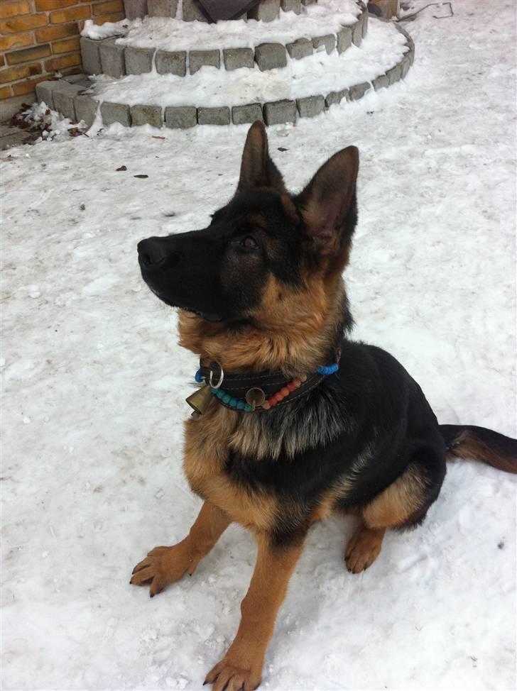 Schæferhund Efe (Amin) - efe 9uger gammel billede 5