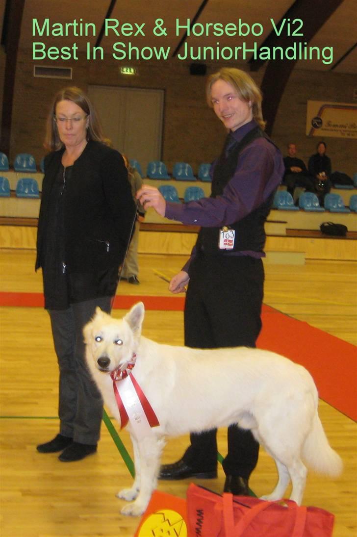 Hvid Schweizisk Hyrdehund Horsebo Vi2 -  BIS  Juniorhandling Martin & Horsebo Vi2 billede 14