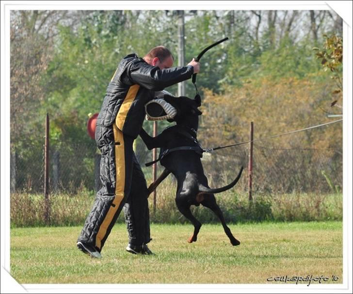 Dobermann Dobergaarden F. Athos - ZTP prøve, bestået med V1A billede 16