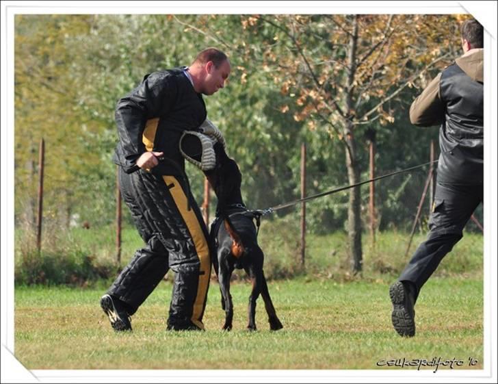 Dobermann Dobergaarden F. Athos - ZTP prøve, bestået med V1A billede 17