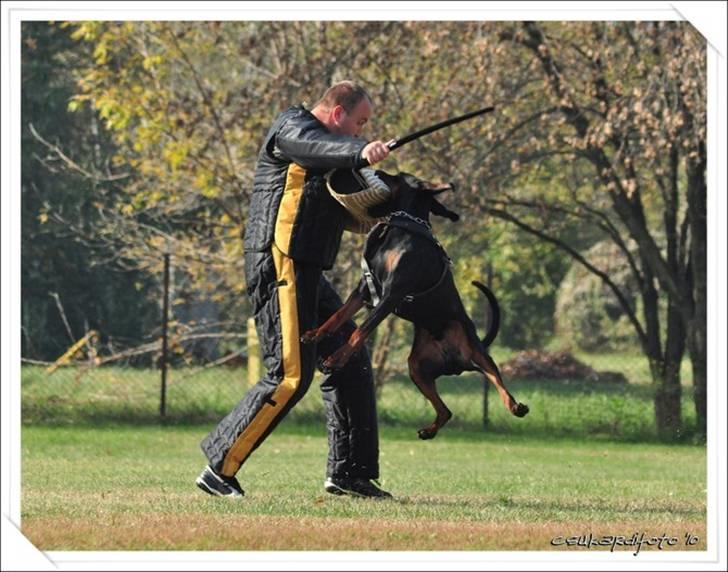 Dobermann Dobergaarden F. Athos - ZTP prøve, bestået med V1A billede 18