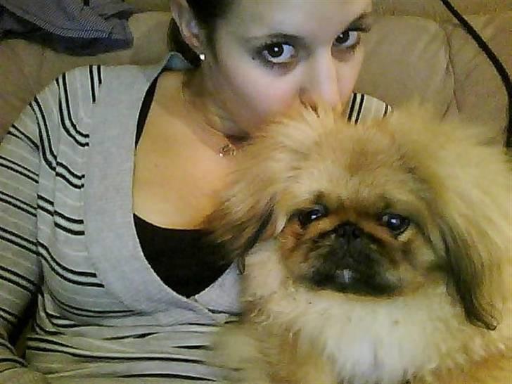 Pekingeser Gigi Aka babyhunden billede 14