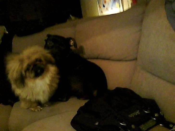 Pekingeser Gigi Aka babyhunden billede 16