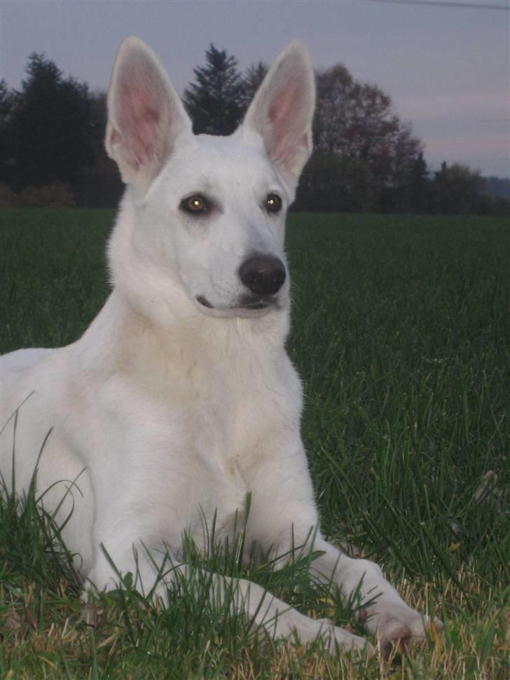 Hvid Schweizisk Hyrdehund BeDaBlanco's Brave Beyla - 30. oktober 2010 billede 15