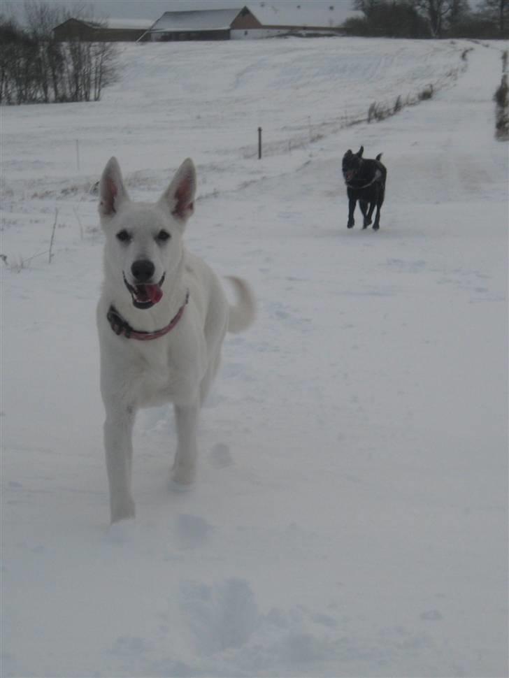 Hvid Schweizisk Hyrdehund BeDaBlanco's Brave Beyla - 29. november 2010 billede 16