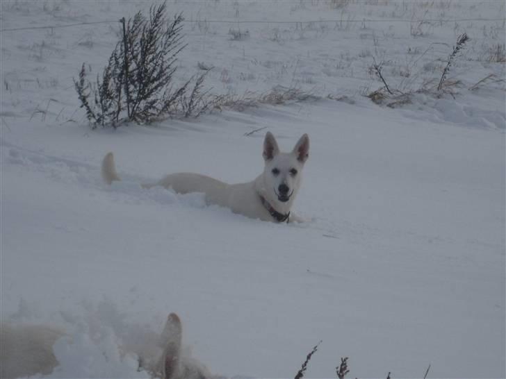 Hvid Schweizisk Hyrdehund BeDaBlanco's Brave Beyla - 29. november 2010 billede 17
