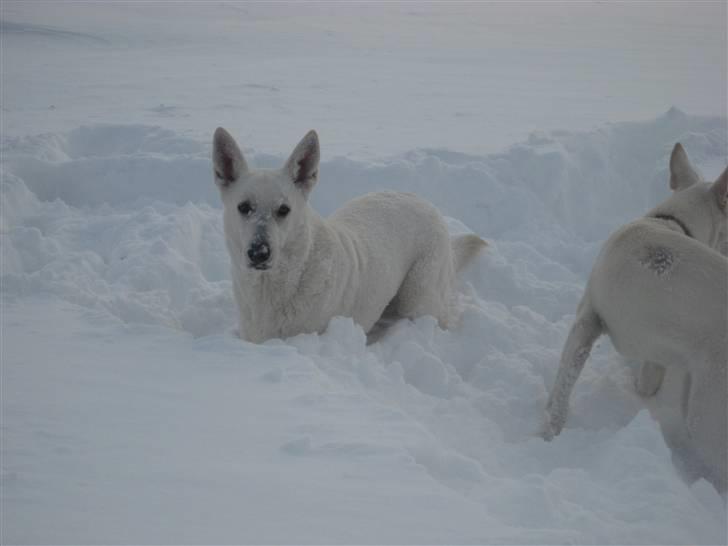 Hvid Schweizisk Hyrdehund Egeborg's White Buffy - 29. november 2010 billede 19