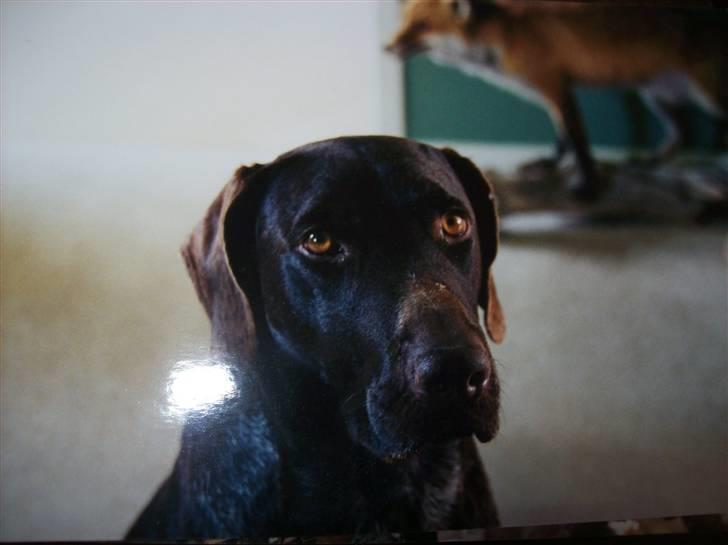 Ruhåret hønsehund Zippo <3<3 R.I.P :'(  billede 1