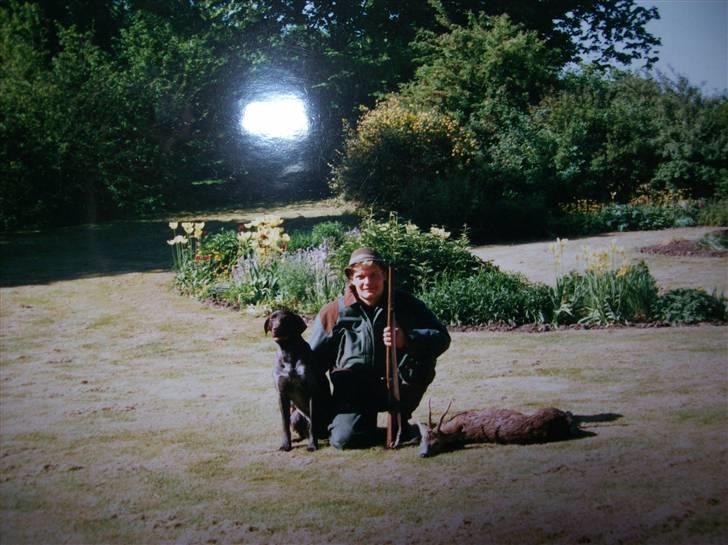 Ruhåret hønsehund Zippo <3<3 R.I.P :'(  billede 2