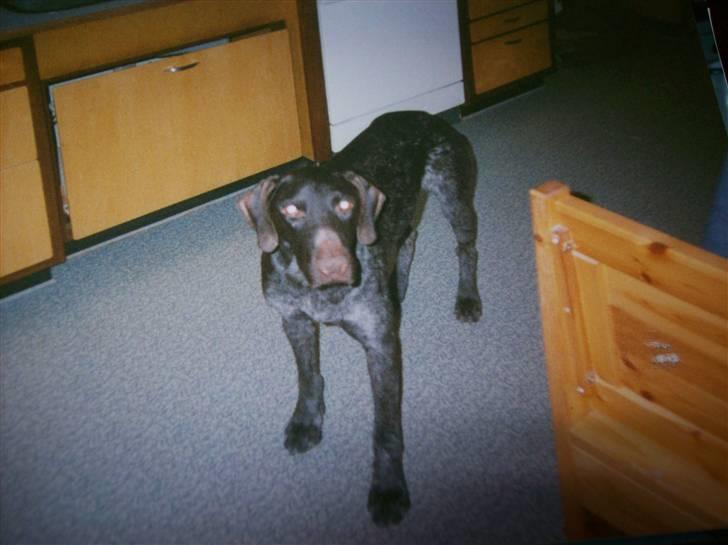 Ruhåret hønsehund Zippo <3<3 R.I.P :'(  billede 3