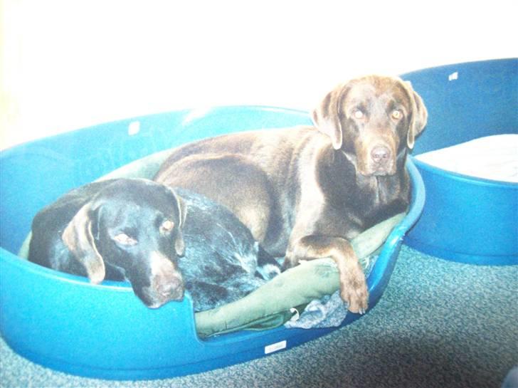 Ruhåret hønsehund Zippo <3<3 R.I.P :'(  billede 4