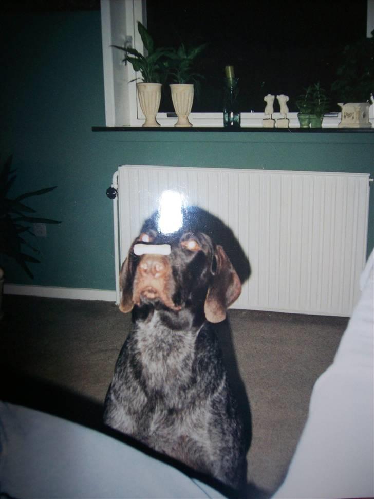 Ruhåret hønsehund Zippo <3<3 R.I.P :'(  billede 5